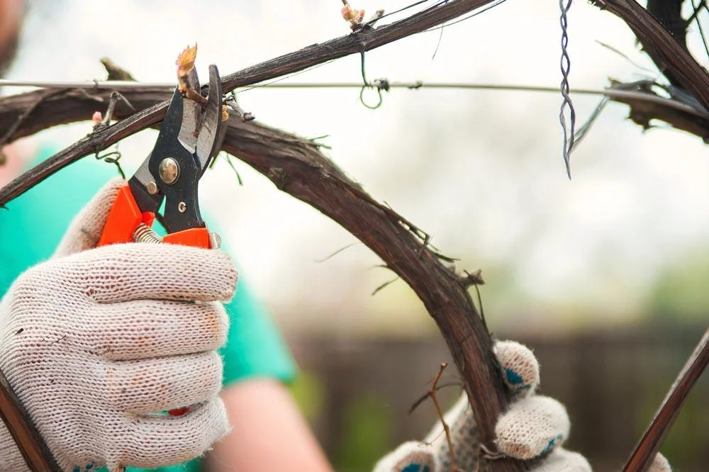 >Taille hivernale de la vigne