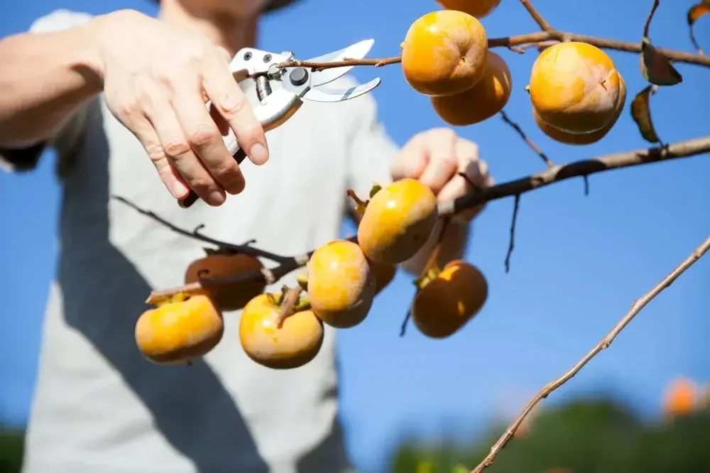 Taille du plaqueminier pour favoriser la fructification