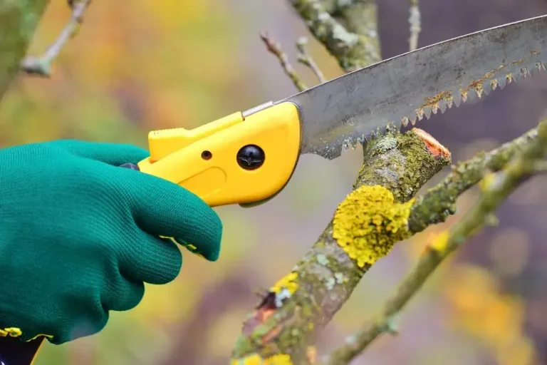 Taille du poirier pour favoriser la fructification