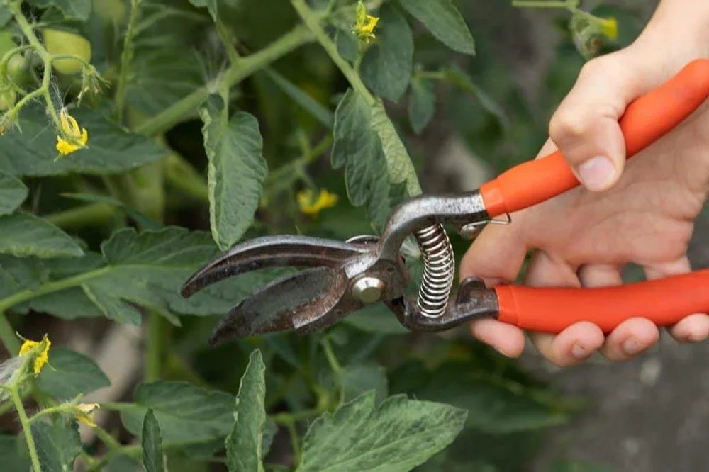 Taille des plants de tomates au sécateur