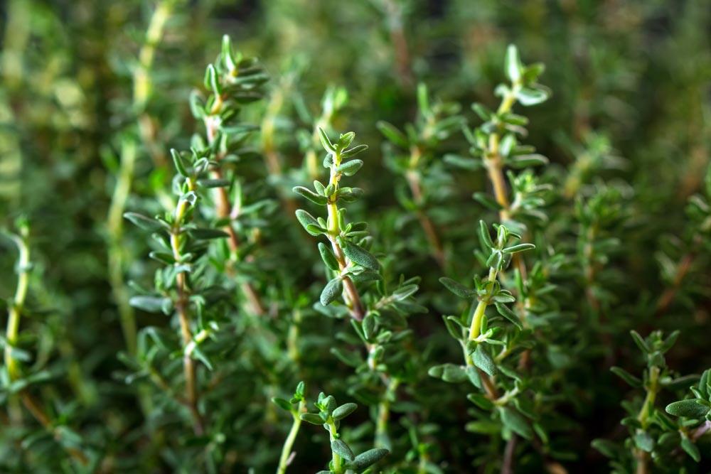 Thym : planter, cultiver et tailler