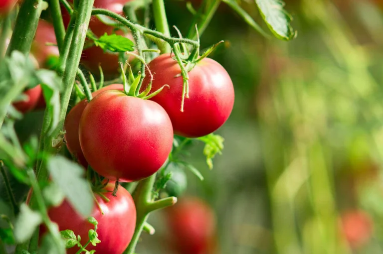 Tomate