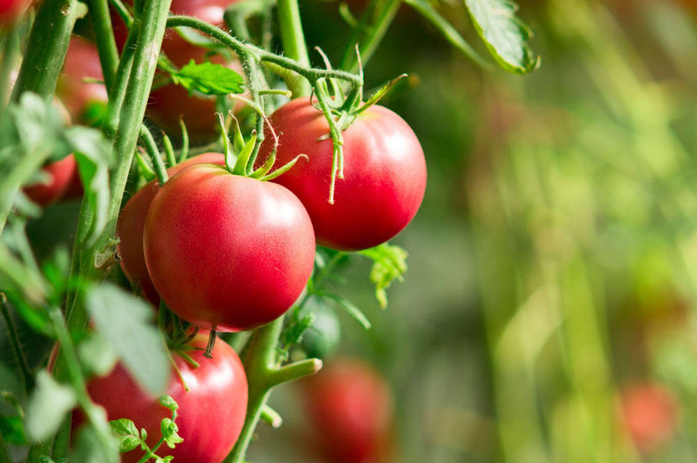 Tomate : semer, planter, cultiver et récolter