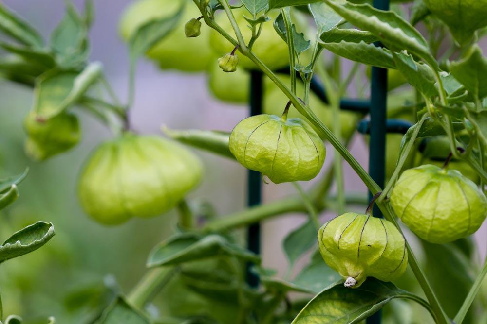 Tomatillo : semer, cultiver et récolter
