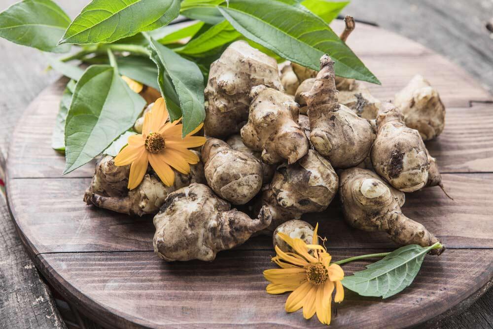 Topinambour : planter, cultiver et récolter