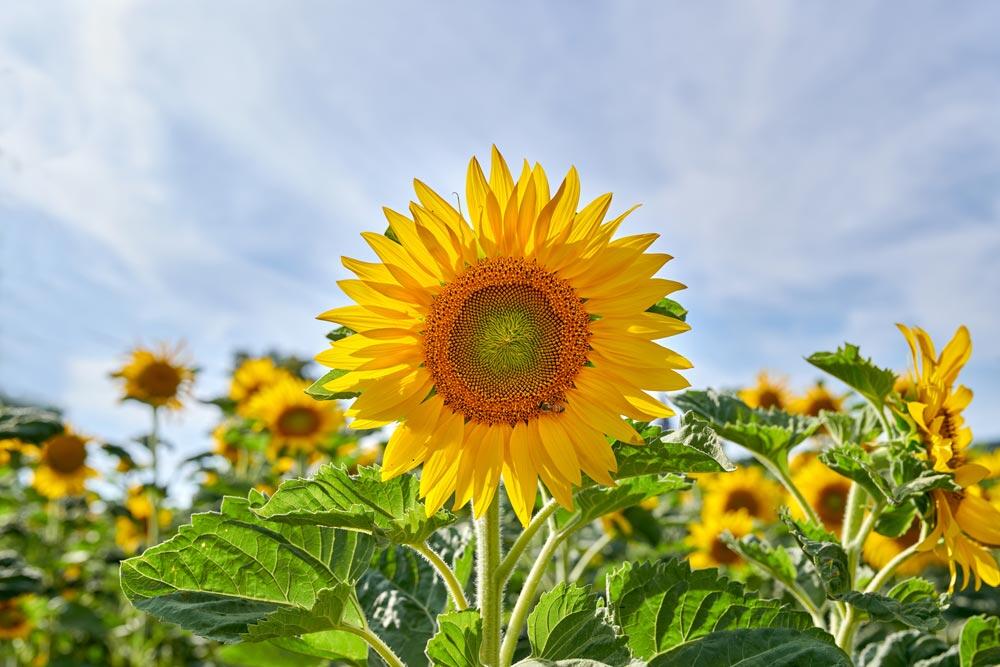 Tournesol : semer, cultiver, récolter