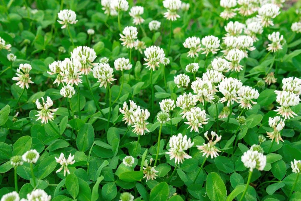 Entretien du trèfle au jardin
