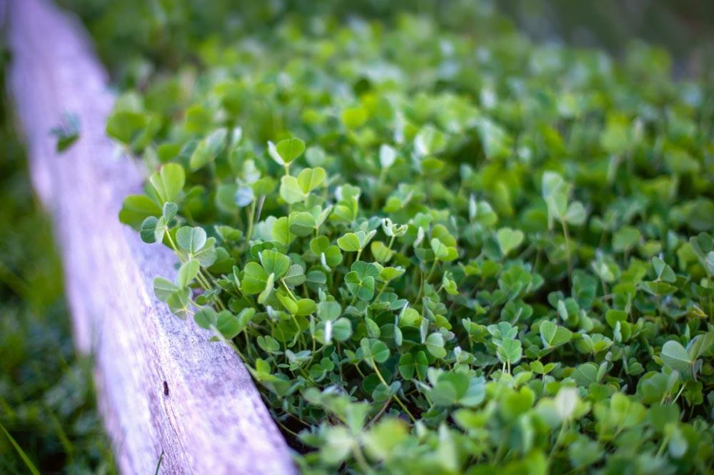 Trèfle : semer, cultiver et utiliser en engrais vert