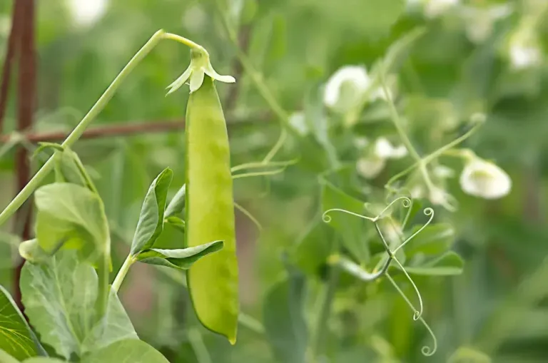 Tuteurage des petits pois au potager