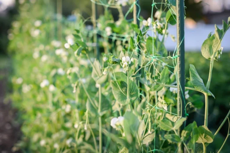 Tuteurage des pois mange-tout au potage