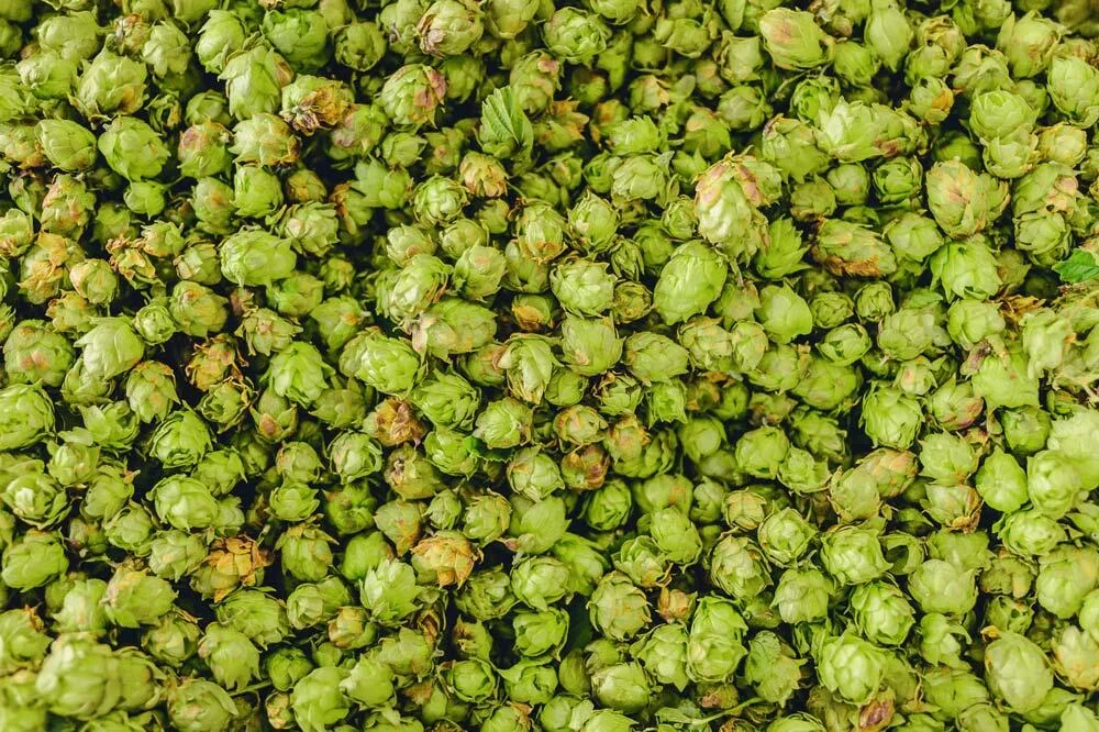 Cônes de houblon fraîchement récoltés pour différents usages