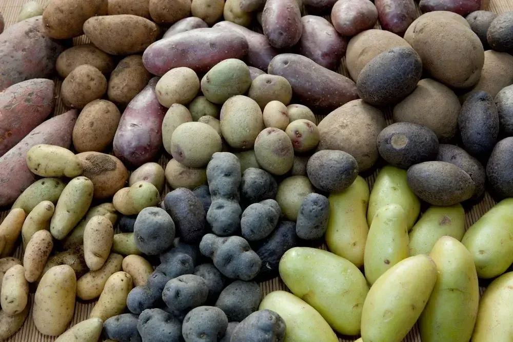 variete-pommes-de-terre