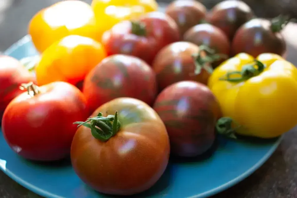 Différentes variétés de tomates
