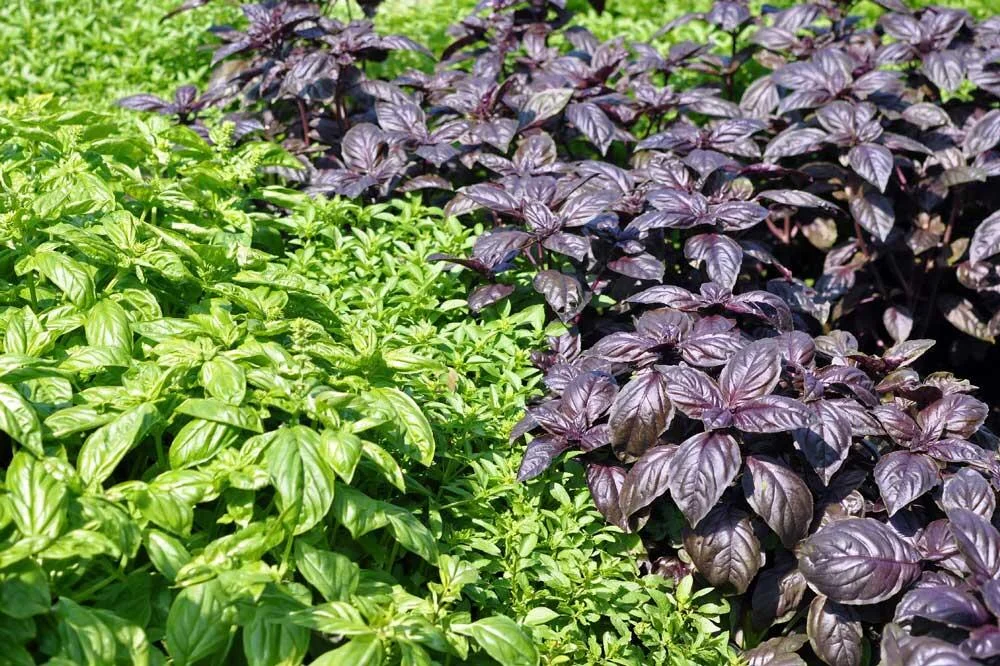 varietes-basilic-jardin