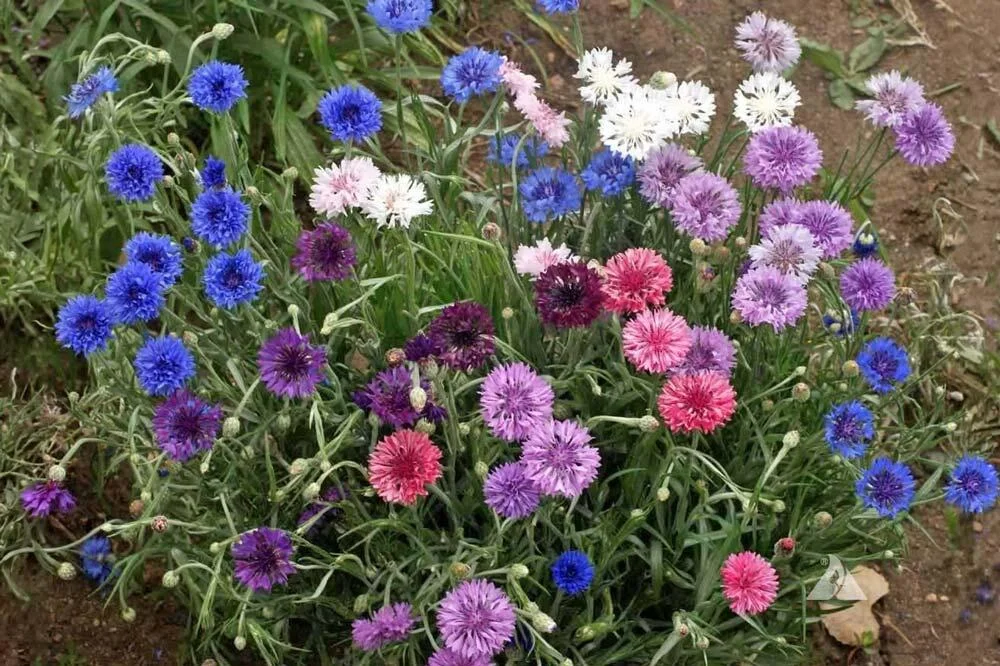 varietes-bleuets-couleurs.jpg