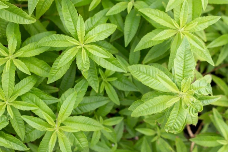 Verveine citronnée