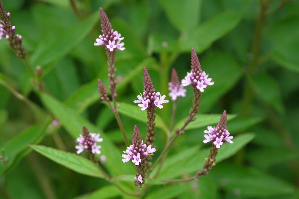 Verveine officinale : semer, cultiver, récolter