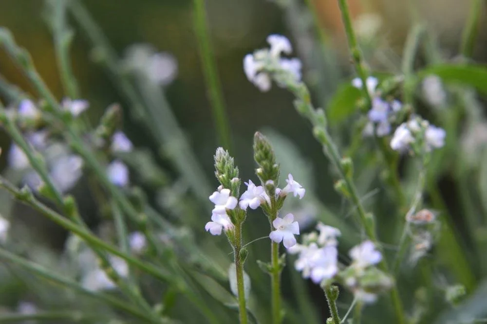 Récolte des fleurs de verveine officinale