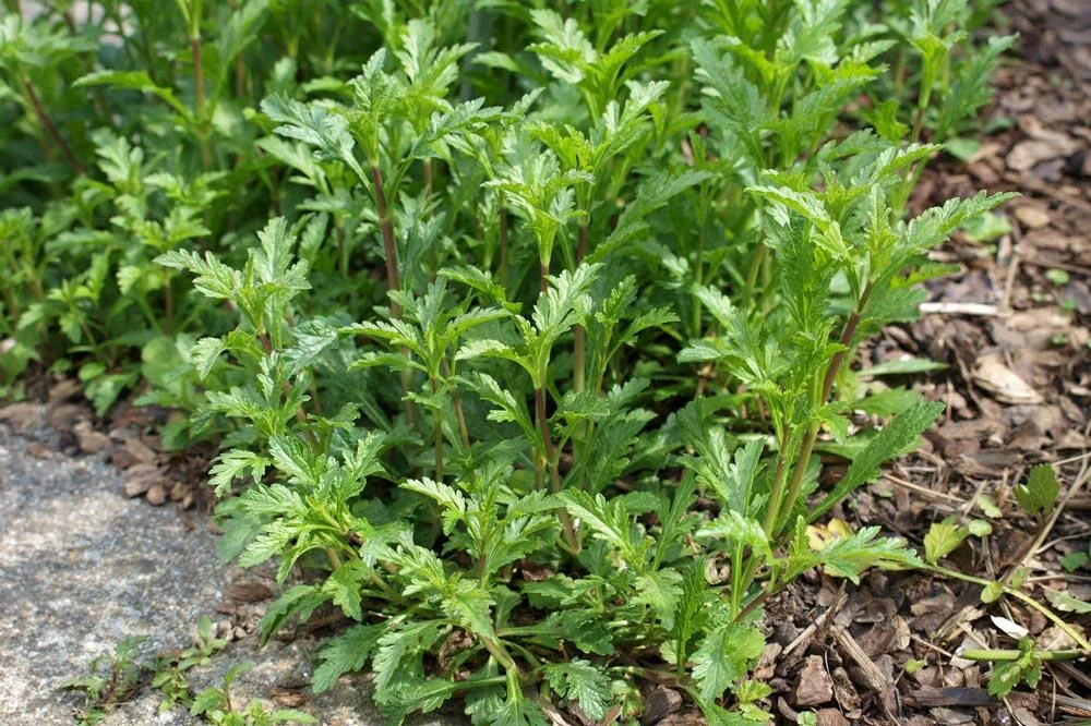 Verveine officinale sauvage en croissance au jardin