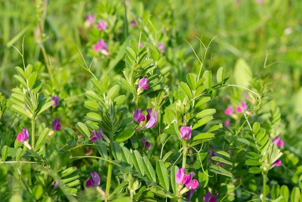 Vesce : semer et réussir cet engrais vert au potager