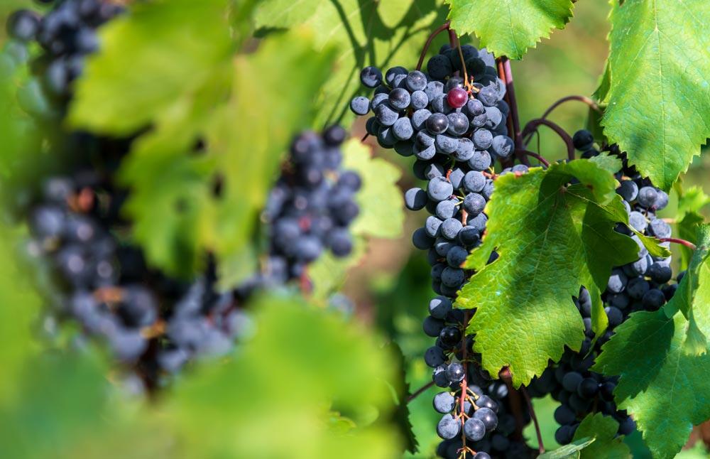 Vigne : planter, tailler et cultiver le raisin de table