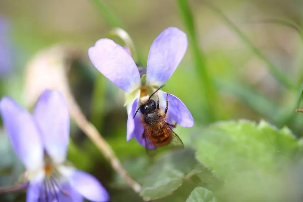 Abeille butinant une violette odorante au jardin