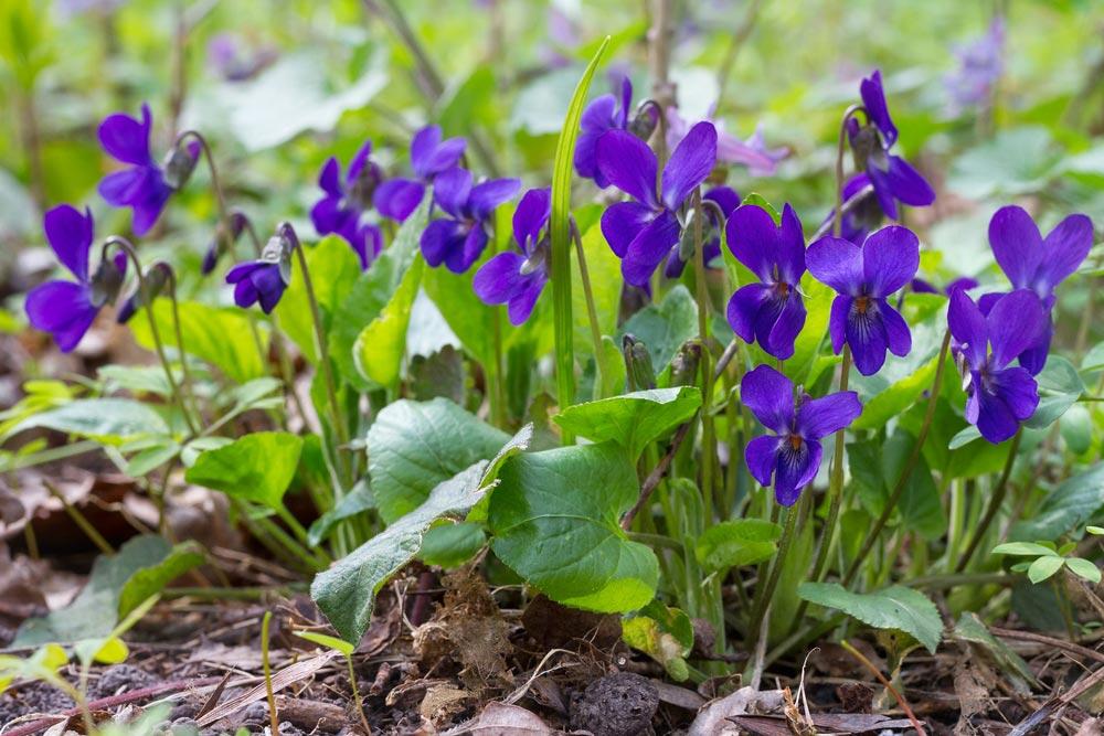Violette odorante : planter, cultiver, récolter