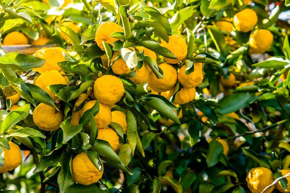 Yuzu : cultiver l'agrume japonais rustique